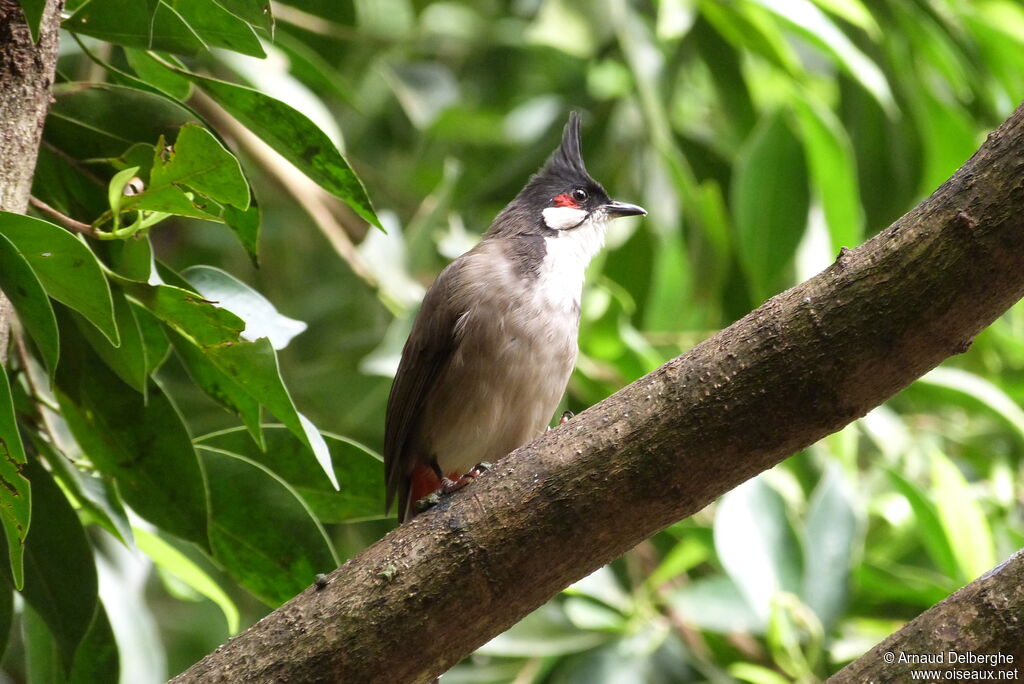 Red-whiskered Bulbul