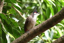 Bulbul orphée