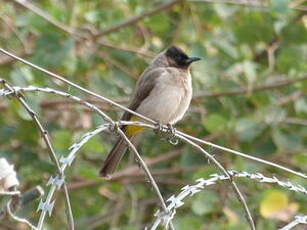 Bulbul tricolore