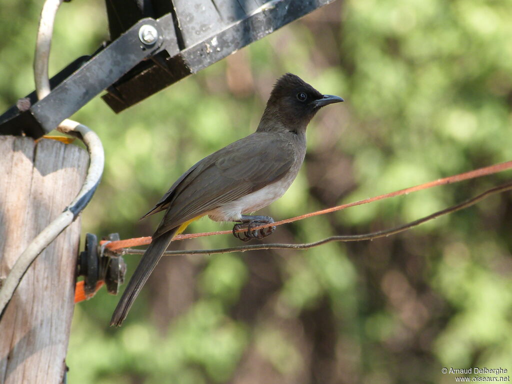 Dark-capped Bulbul