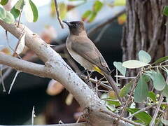 Bulbul tricolore