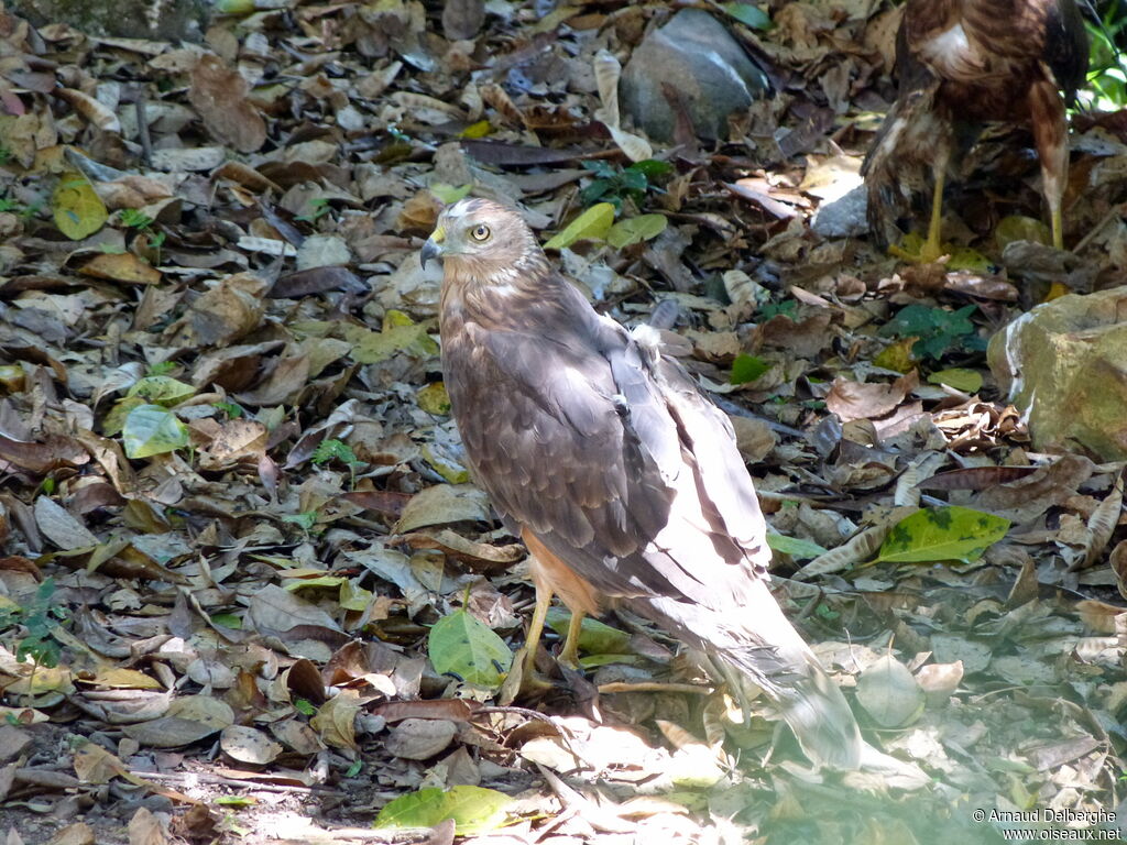 Swamp Harrier