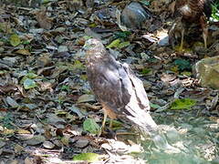 Swamp Harrier