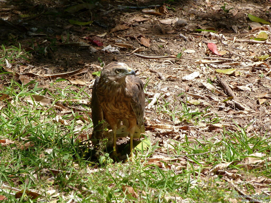 Swamp Harrier