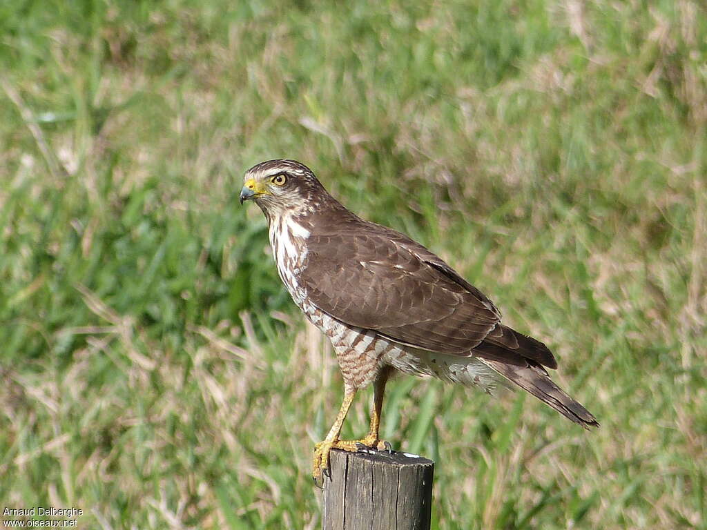 Roadside Hawkjuvenile, identification