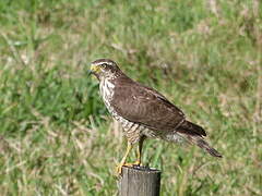 Roadside Hawk