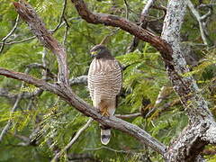 Roadside Hawk