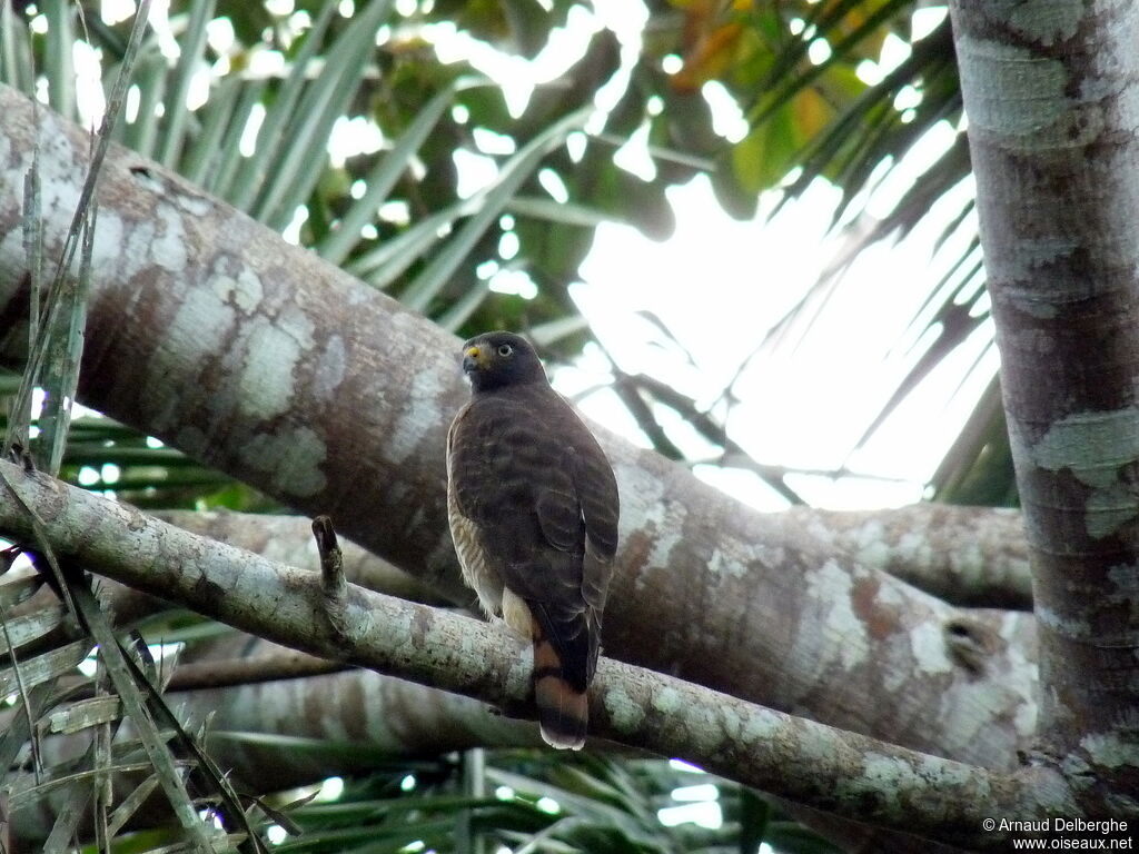 Roadside Hawk