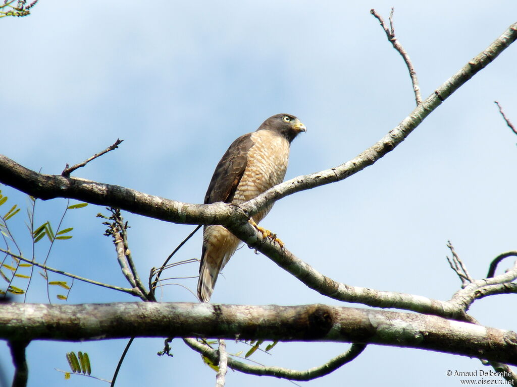 Roadside Hawk