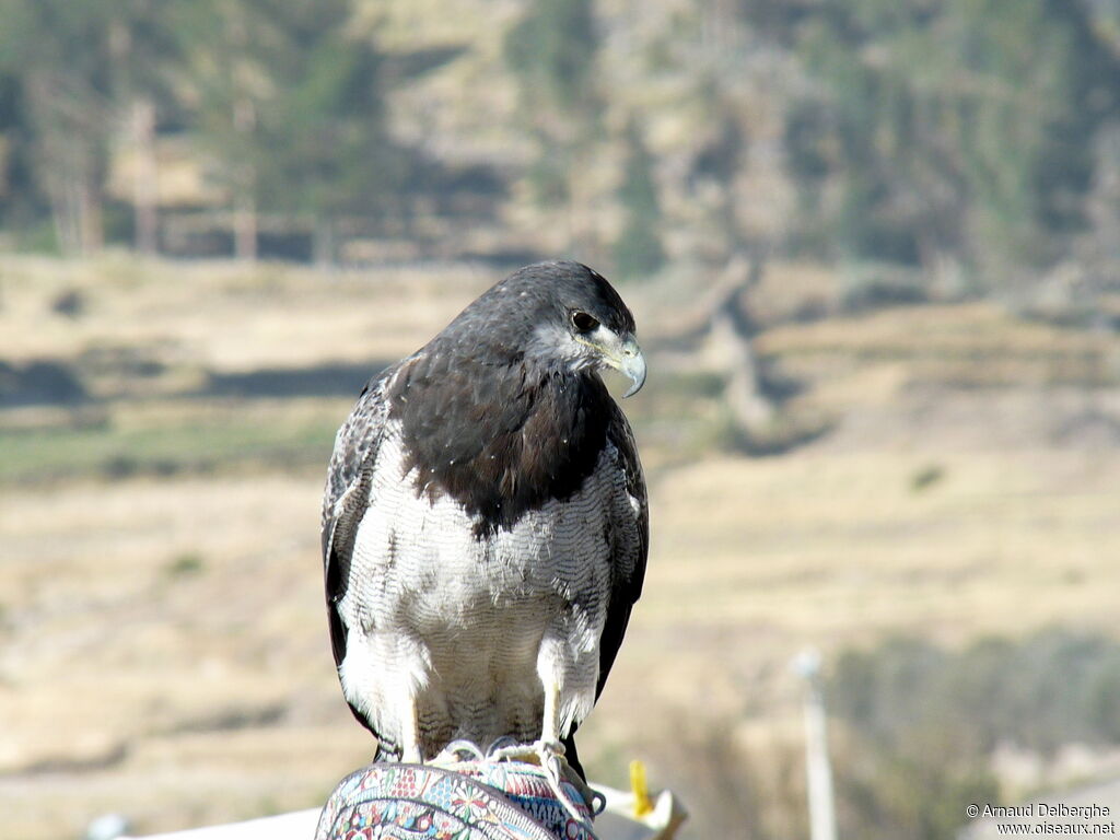 Black-chested Buzzard-Eagle