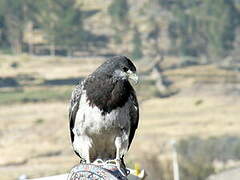 Black-chested Buzzard-Eagle