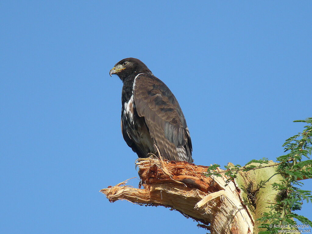 Augur Buzzard