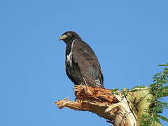 Augur Buzzard