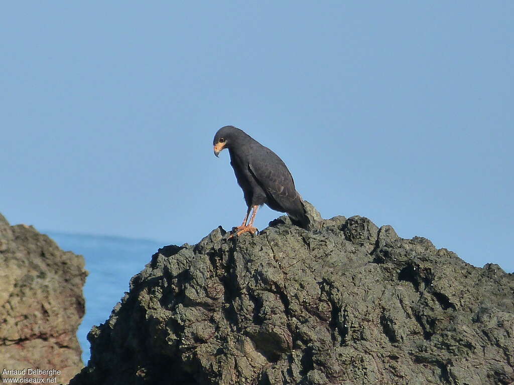 Buse noireadulte, habitat, pêche/chasse