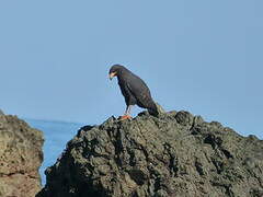 Common Black Hawk