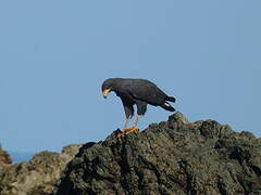 Common Black Hawk