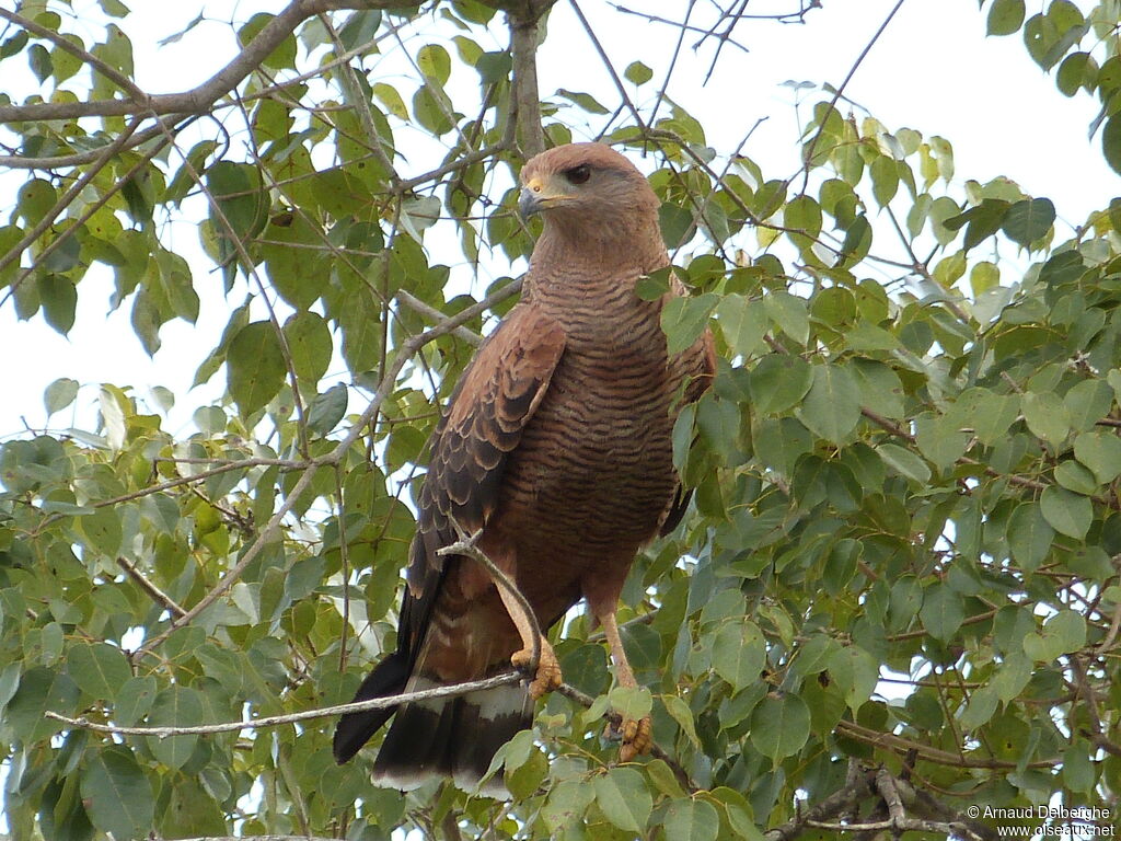 Savanna Hawk