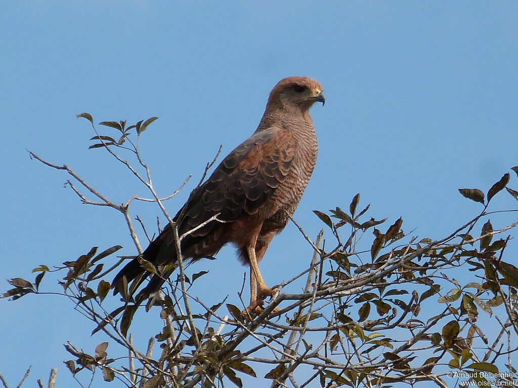 Savanna Hawk