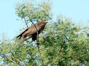 Buse variable