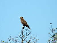 Buse variable