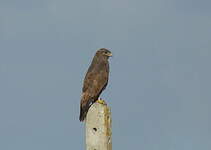 Buse variable