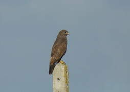 Common Buzzard