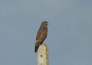 Buse variable