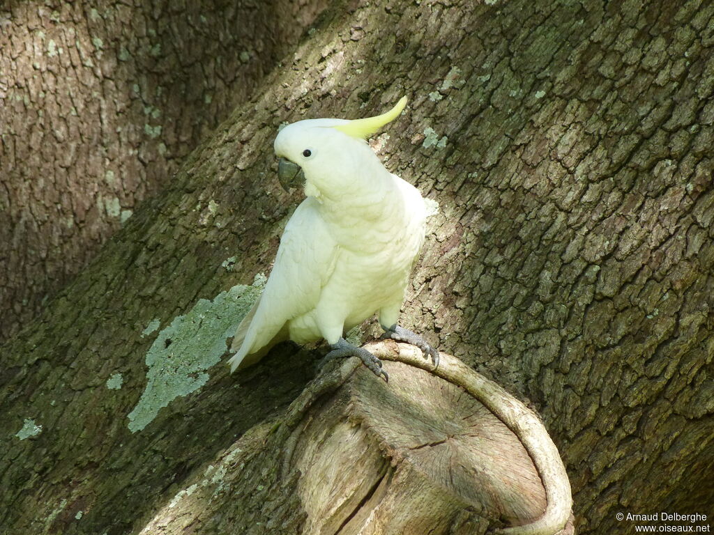 Cacatoès à huppe jaune