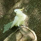 Cacatoès à huppe jaune