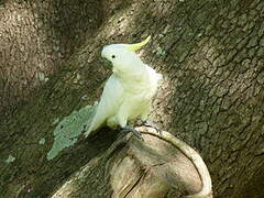 Cacatoès à huppe jaune