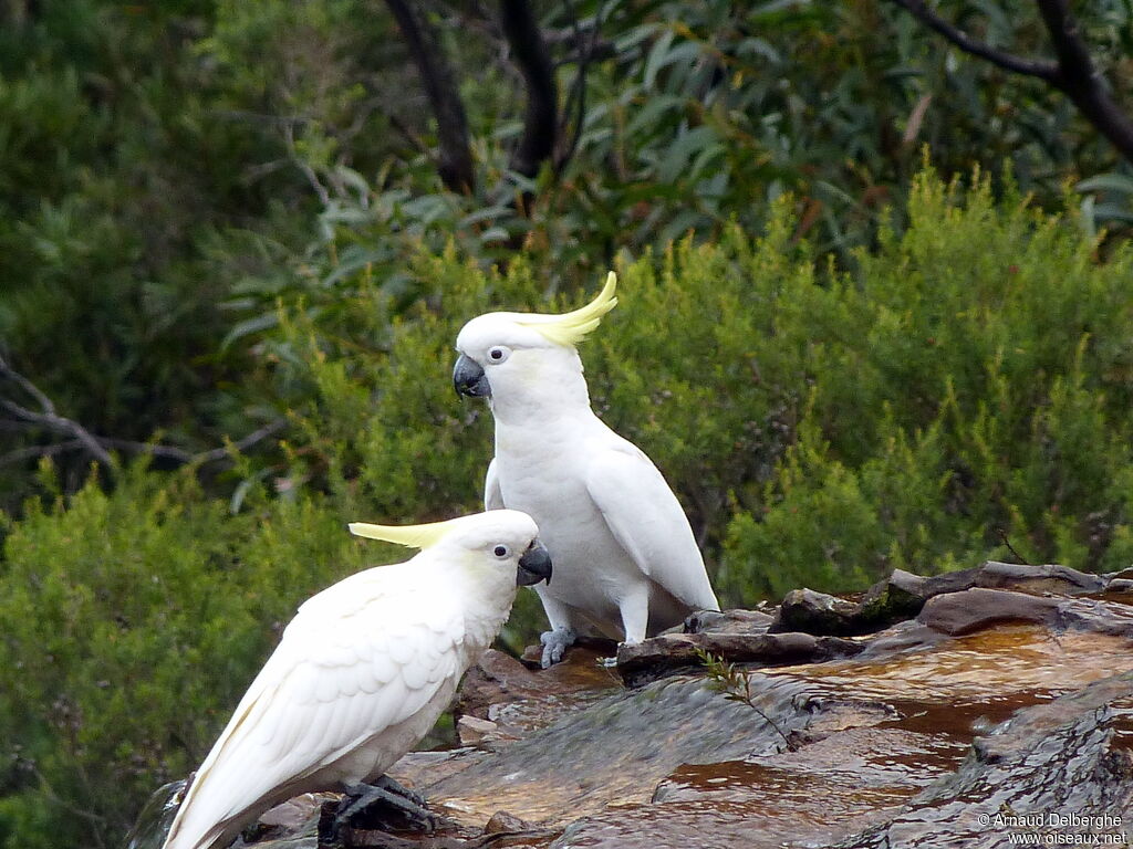 Sulphur-crested Cockatoo