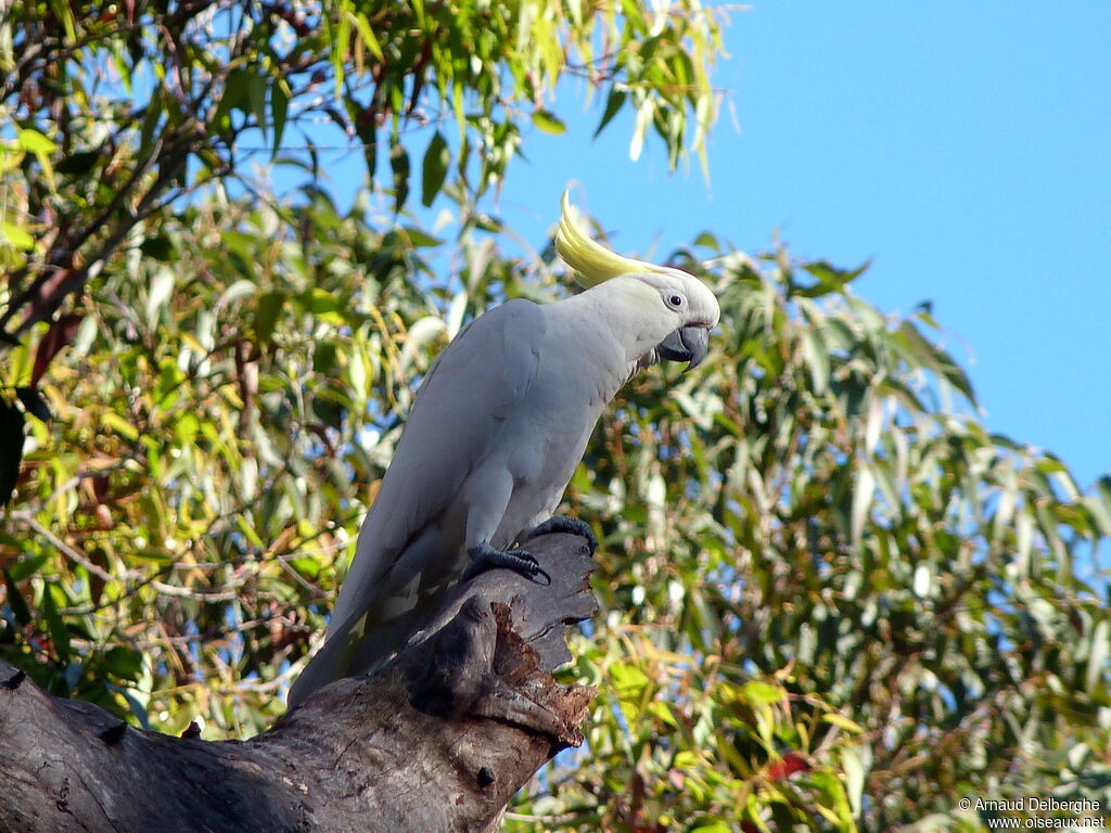 Sulphur-crested Cockatoo