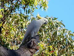 Sulphur-crested Cockatoo