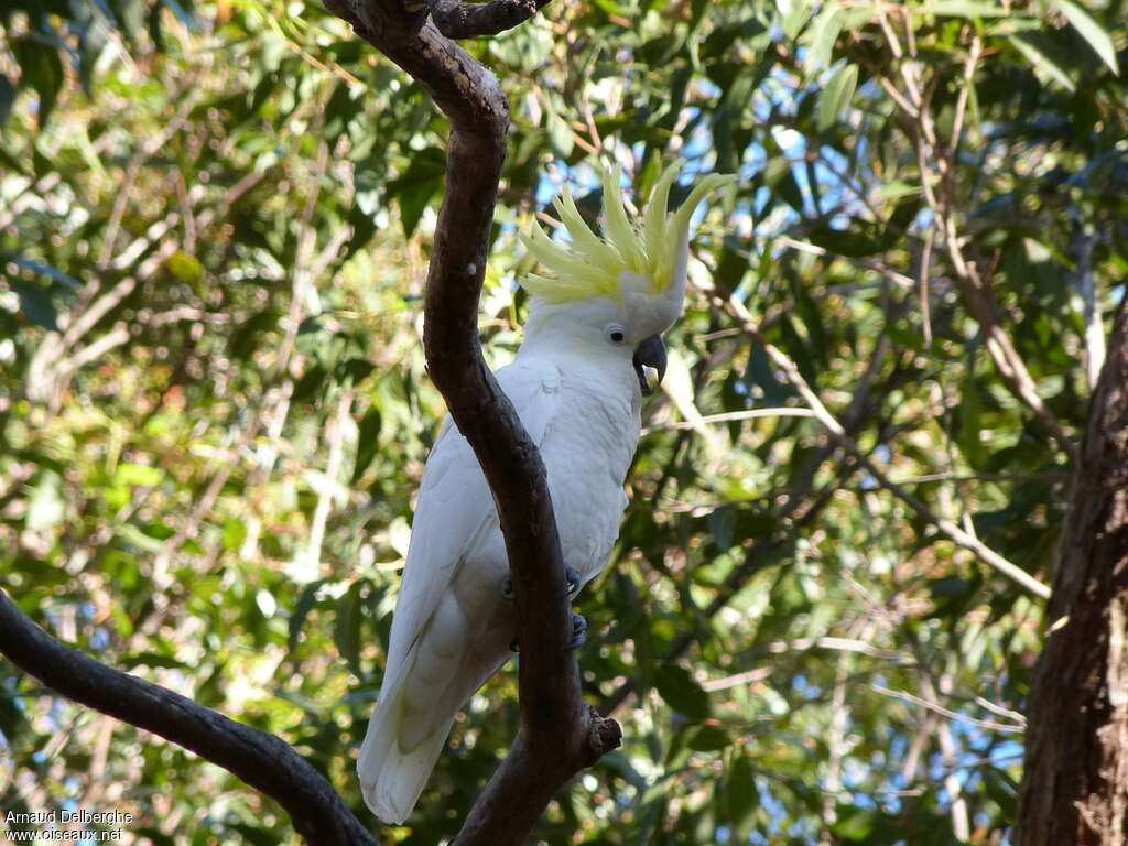 Sulphur-crested Cockatooadult, identification