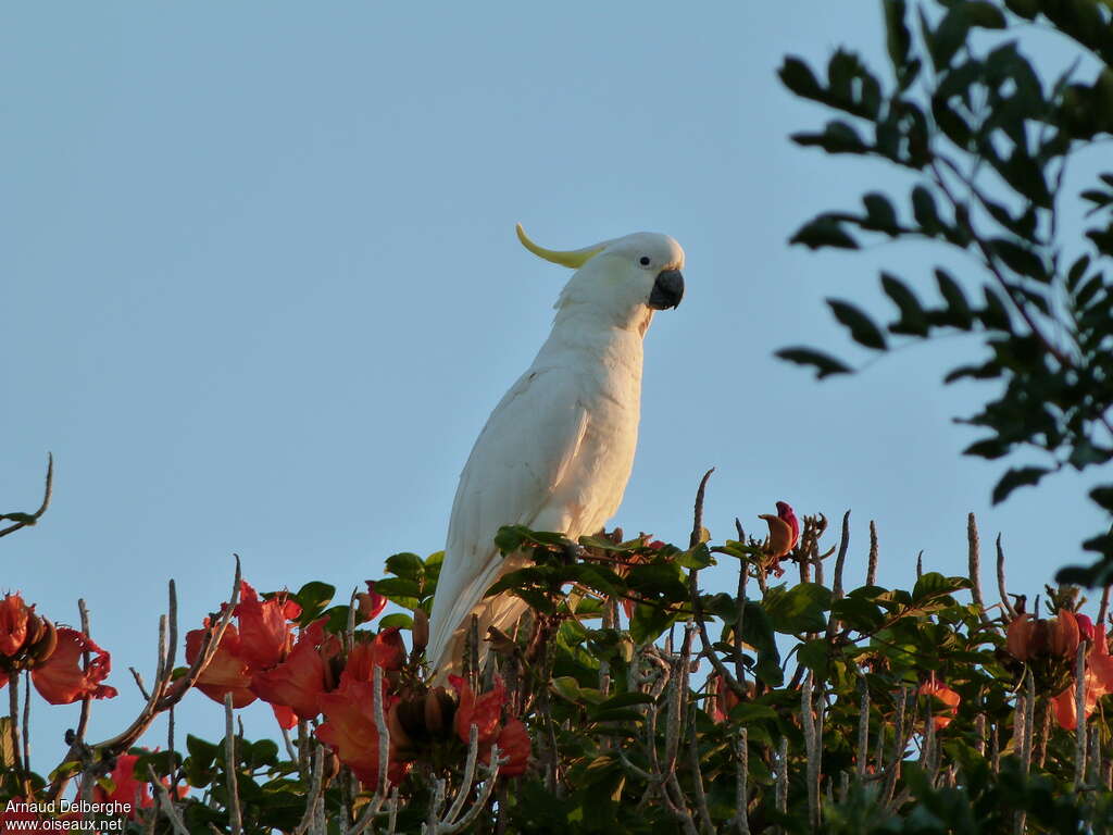 Sulphur-crested Cockatooadult, habitat, pigmentation