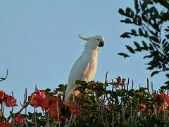 Sulphur-crested Cockatoo