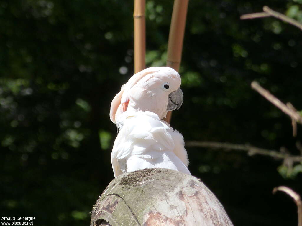 Salmon-crested Cockatoo