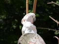 Salmon-crested Cockatoo