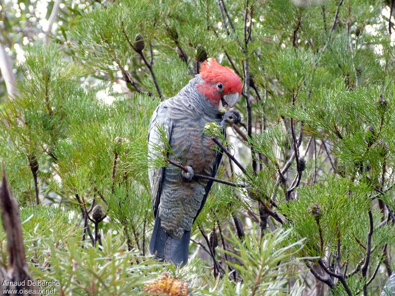 Gang-gang Cockatoo male adult, identification