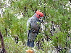 Gang-gang Cockatoo