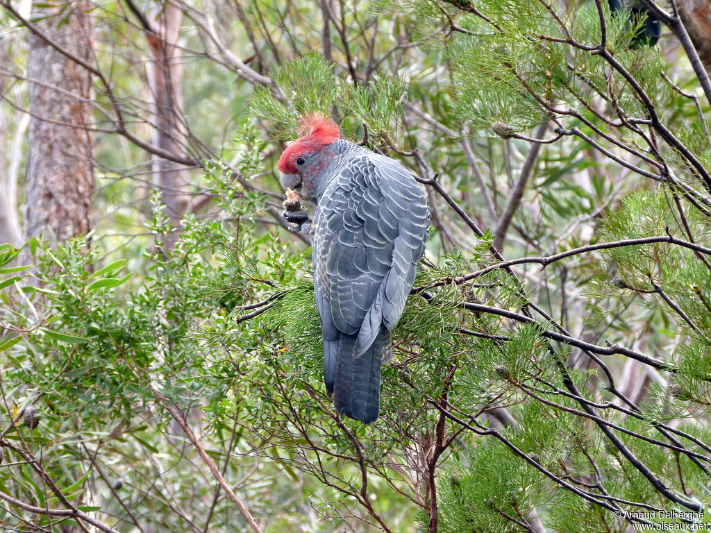 Cacatoès à tête rouge