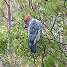 Cacatoès à tête rouge