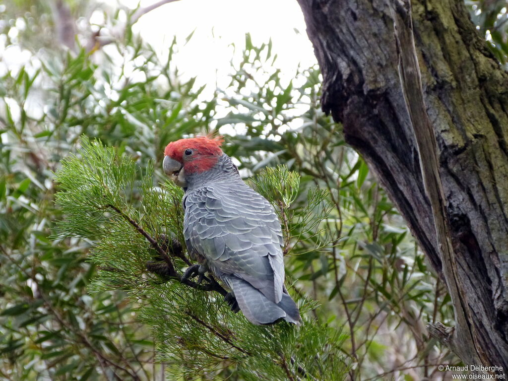 Cacatoès à tête rouge