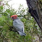 Cacatoès à tête rouge