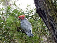 Gang-gang Cockatoo