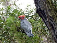 Cacatoès à tête rouge