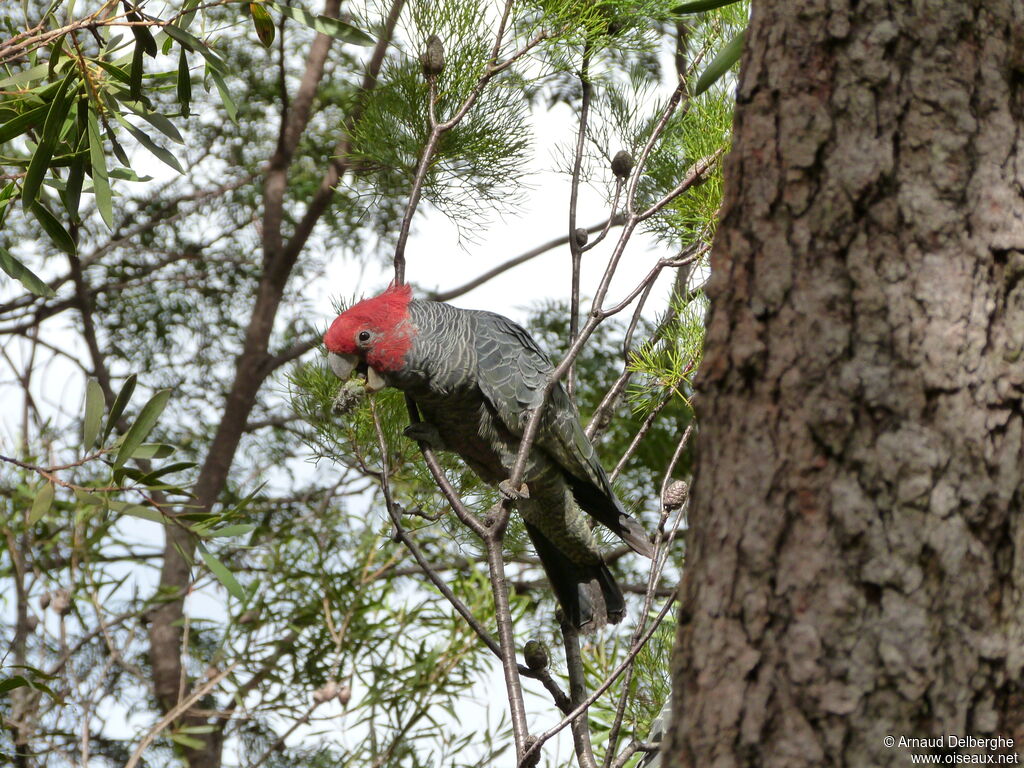 Gang-gang Cockatoo