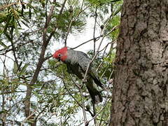 Gang-gang Cockatoo