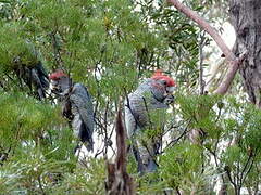 Gang-gang Cockatoo