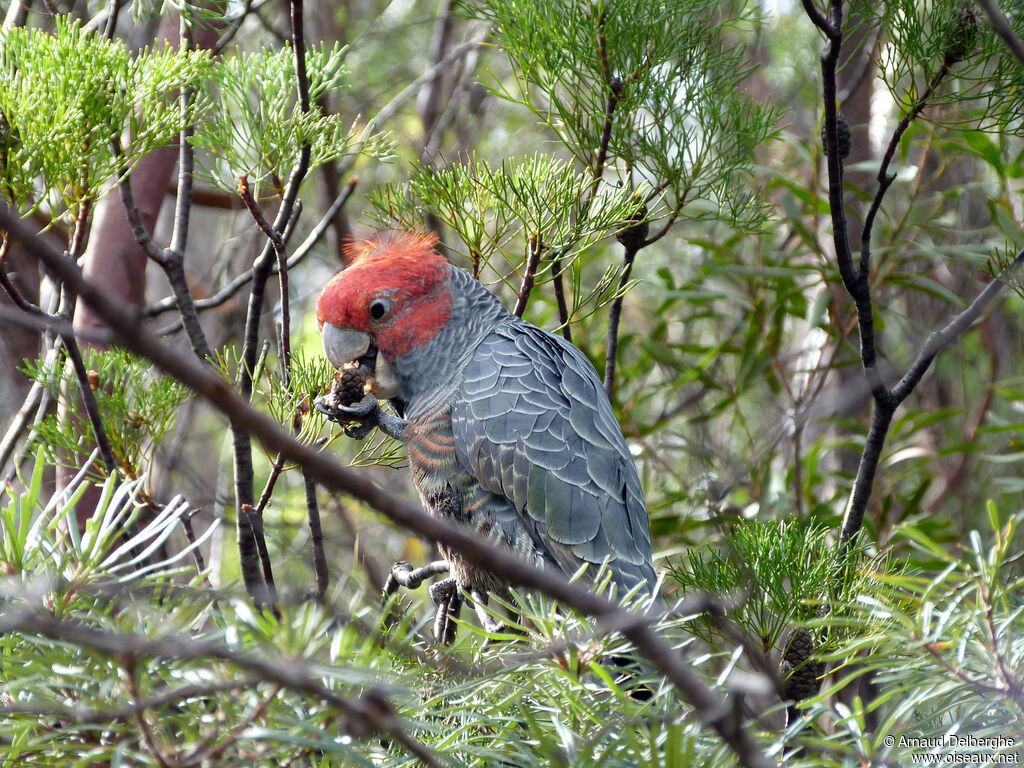 Cacatoès à tête rouge